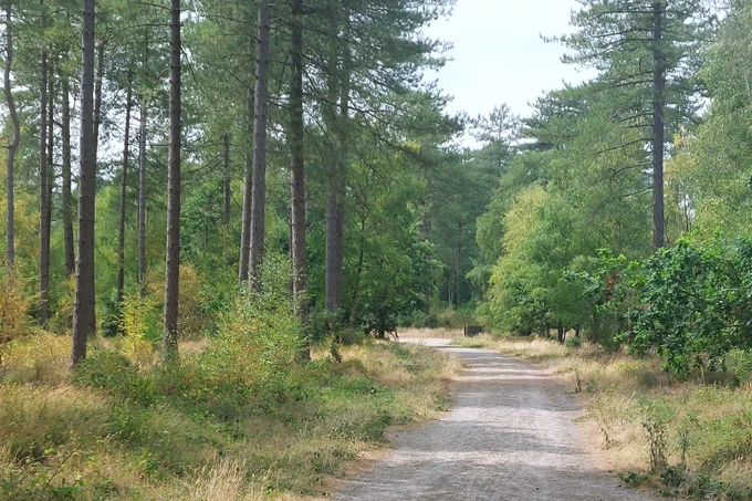 A trail winding through the forest.
