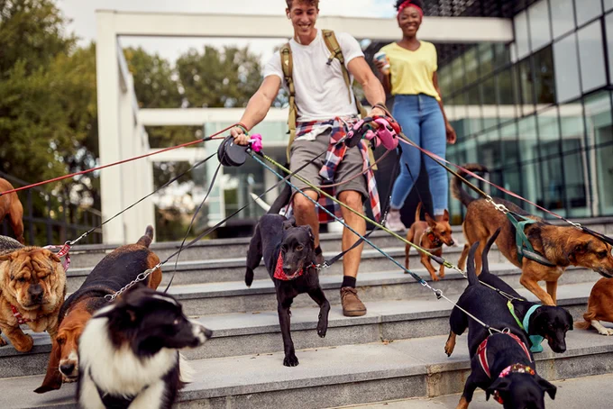 Picture featuring a young male walking multiple dogs as an example of summer employment