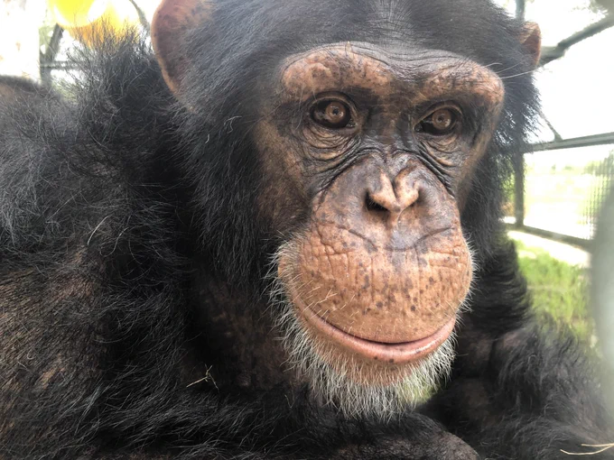 Bentley is a resident at the Center for Great Apes
