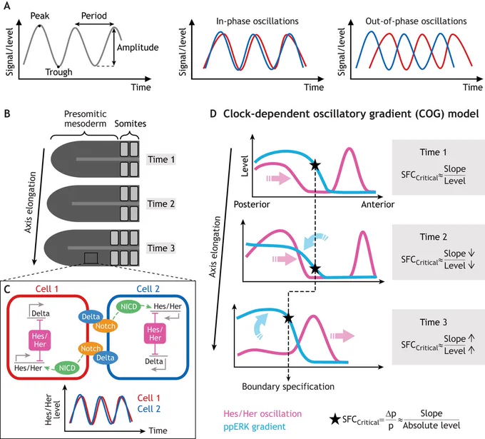 Figure 1: Synchronized clock expression during somite formation and the ‘clock-dependent oscillatory gradient’ (COG) model