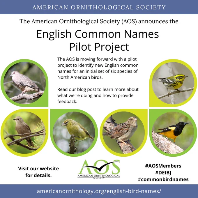 The American Ornithological Society announces the English Common Names Pilot Project. The AOS is moving forward with a pilot project to identify new English common names for an initial set of six species of North American birds. Read our blog post to learn more about what we're doing and how to provide feedback. Pictured birds (left to right): Inca Dove (Columbe inca); Townsend’s Solitaire (Myadestes townsendi); Maui Parrotbill (Pseudonestor xanthophrys) photo by Zach Pezzillo, Maui Forest Bird Recovery Project; Bachman’s Sparrow (Peucaea aestivalis) Photo by novvictan; Scott’s Oriole (Icterus parisorum); Townsend’s Warbler (Setophaga townsendi).