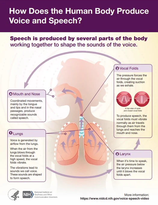Infographic titled “How Does the Human Body Produce Voice and Speech?” Select the link above to view a text version.