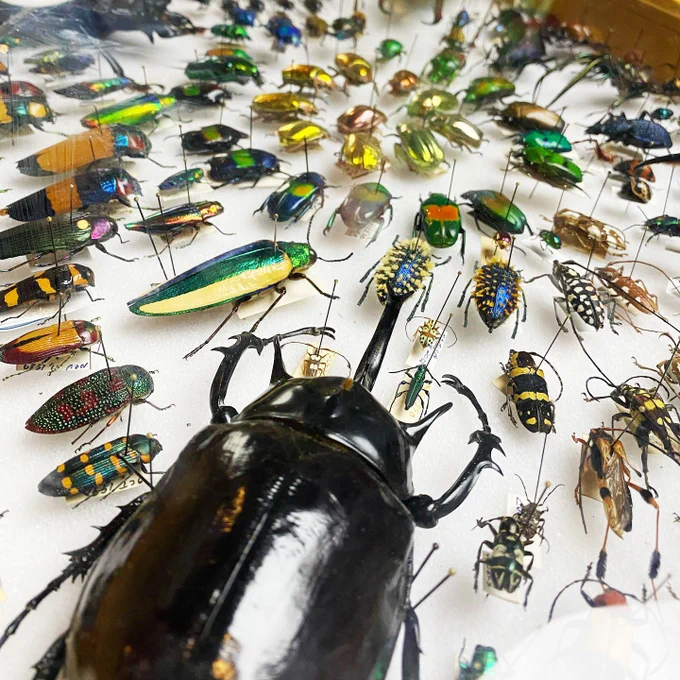 A variety of bug specimens in a colorful collection. Photo by @gioscapes on Instagram.
