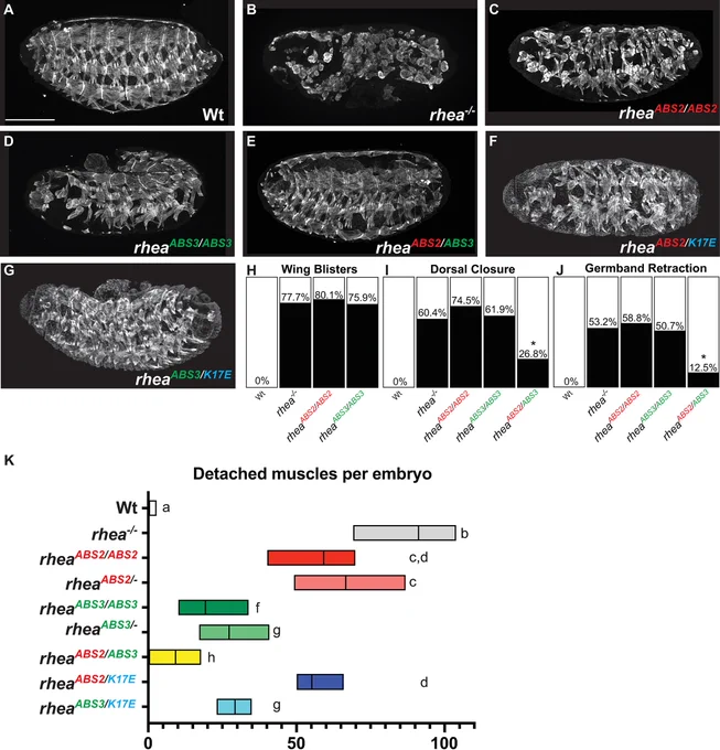 Fig 3. Talin ABS requirement for muscle and embryonic development.
(A-G) Confocal images of whole-mount embryos stained with muscle cytoskeleton marker Myosin Heavy Chain (MHC) at stage 17 (scale bar: 50 μm). (H-J) Penetrance of wing blisters (H), dorsal closure (I) and germband retraction (J) defects in embryos of the indicated genotypes. Dorsal closure and germband retraction defects of rheaABS2/ABS3 compared to rheaABS3/ABS3 using chi-square test: *P<0.05; all genotypes n>30. (K) Number of detached muscles per embryo. Floating bar chart representing minimum and maximum value per genotype (n>10). Mean value represented by a solid line. Each lower-case letter (a-g) indicates a different statistical group where two different letters represent statistically different results (P<0.05) using one-way ANOVA, Dunnett’s post-hoc, P<0.05.