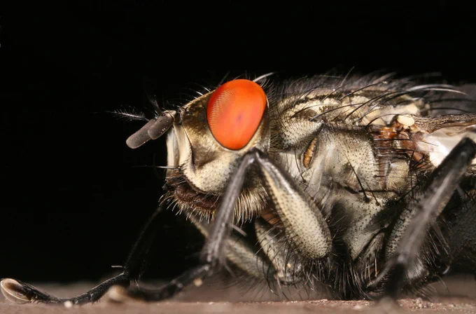 Close photo of a fly © Peter White