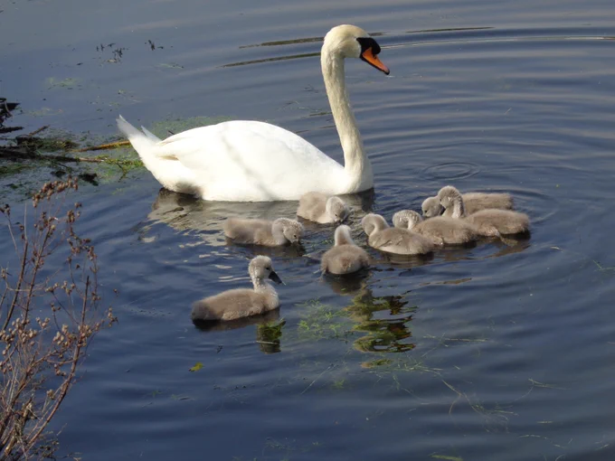 Swan with cygnets on River Lea