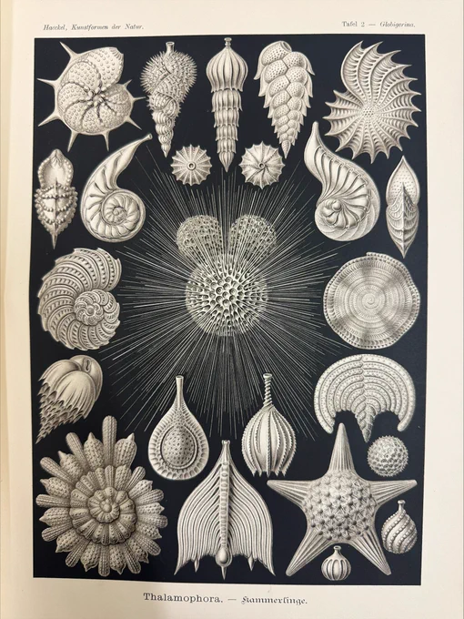 Black and white illustration of marine animals
