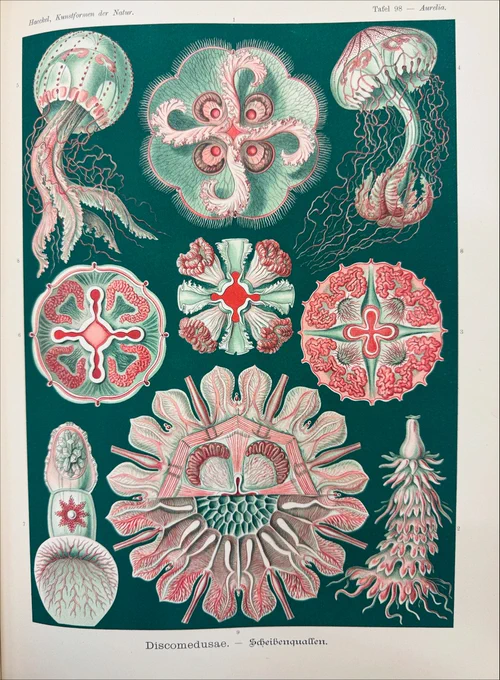 colourful red pink and green plate showing a jellyfish known as the DISCOMEDUSAE

