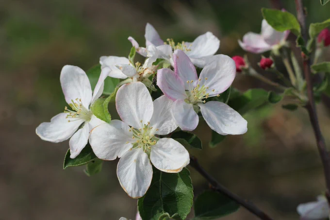 a close up of some white flowers on a tree