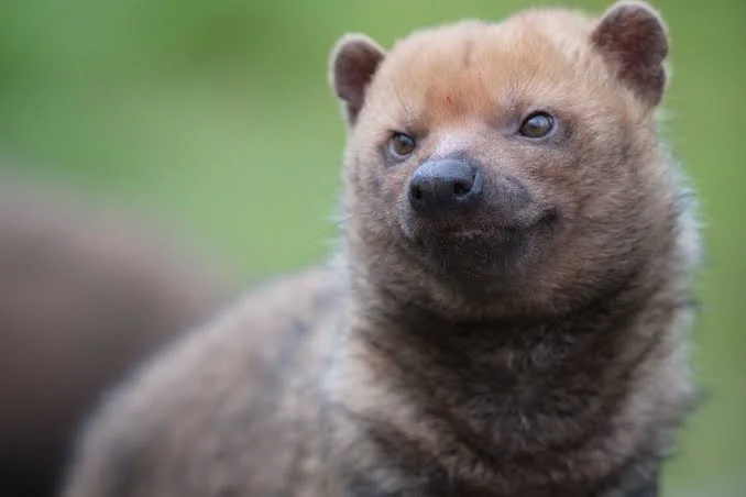 Image of a modern bush dog (Speothos venaticus). Photo by Emerald Park