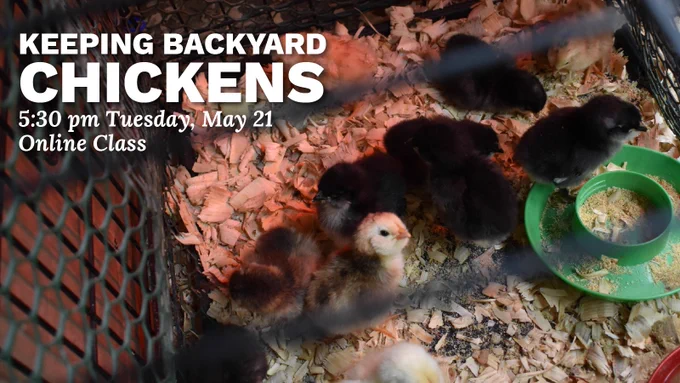 A number of baby chicks in a fence, one turning its head to look towards the camera. Text reads "Keeping Backyard Chickens, 5:30 pm Tuesday, May 21. Online class."