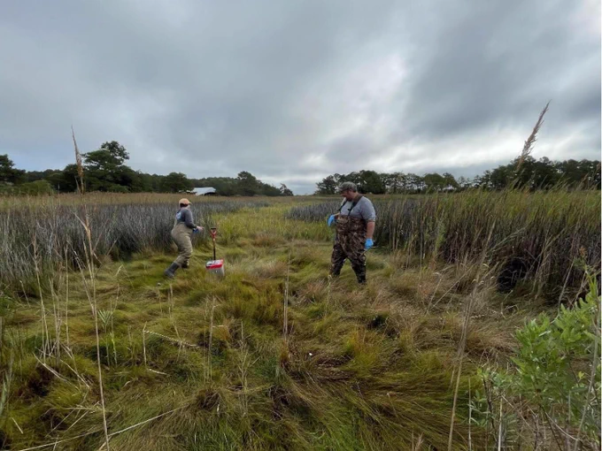 Researchers in waders sample soils in a wetland with grasses and brush around them.