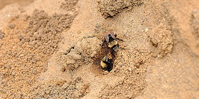 UC Davis doctoral candidate Shawn Christensen investigated the microbial communities of the solitary bee, Anthophora bomboides, a digger bee-bumble bee mimic which nests in the sand cliffs of Bodega Bay and Point Reyes.  (Photo taken at Bodega Bay, Kathy Keatley Garvey)