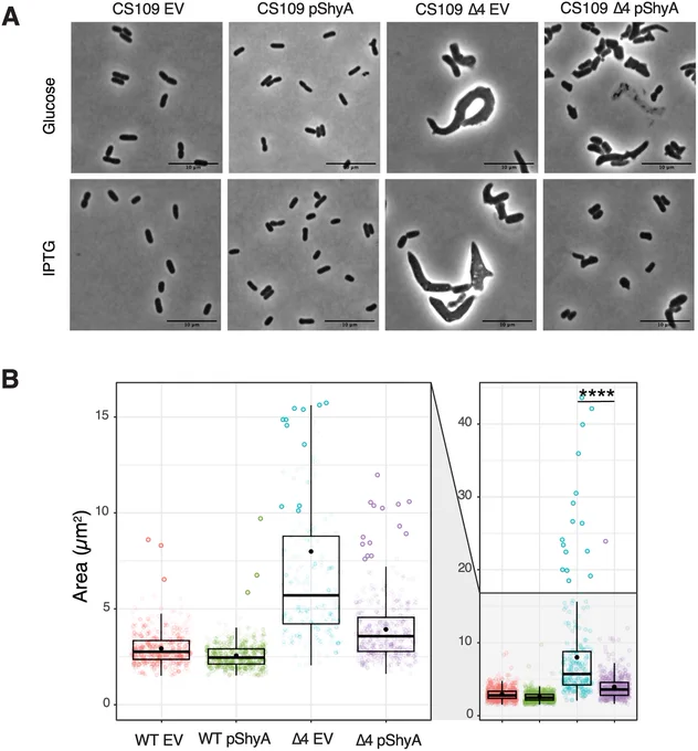 Fig 7. ShyA overexpression rescues morphological defects associated with carboxypeptidase insufficiency in E. coli.
(A) E. coli strains CS109 and Δ4 (CS109 ΔdacA ΔdacB ΔdacC ΔpbpG) containing either an empty vector (pHL100) or a vector containing an IPTG-inducible copy of ShyA (pHL100-ShyA) were incubated overnight at 37°C in LB medium with 0.2% glucose, sub-cultured 1:100 in LB and incubated for 2 hours, then back-diluted 1:100 in LB and grown for an additional 2 hours. 1 mM IPTG or 0.2% glucose was added to the cultures, phase contrast images were taken 3 hours after induction. (B) Microscopy images were segmented with Omnipose and analyzed for area, length, and width with MicrobeJ. Statistical significance was assessed via Welch’s t-test. ****, P < 0.0001.   