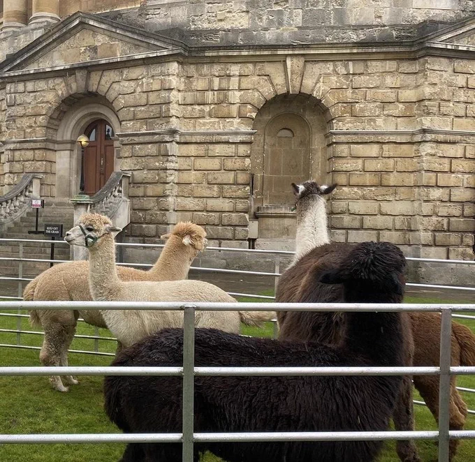 Photo of 3 fluffy alpacas and a llama standing on grass in a metal fence enclosure with the stone wall of the Radcliffe Camera in the background.