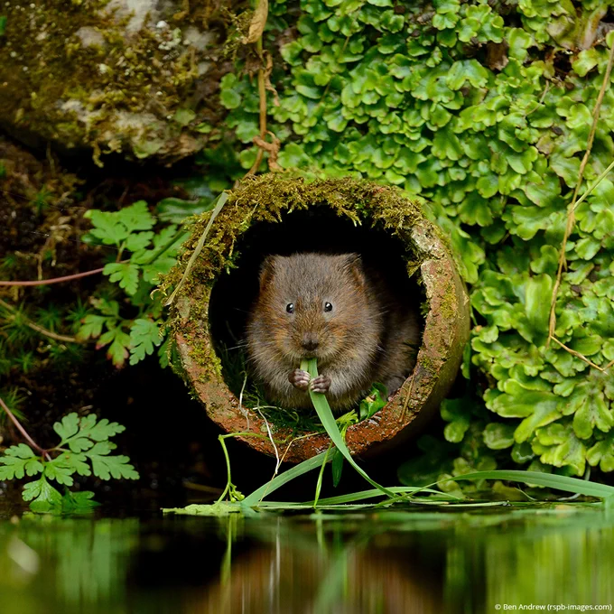 A water vole eating aquatic vegetation in Kent, UK