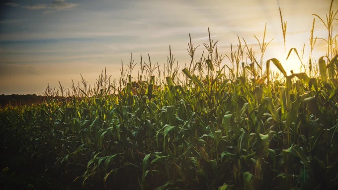 Field of corn under a sunset. The rays from the sun shine over the tops of the corn plants.