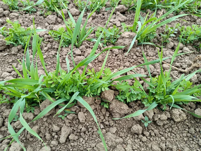 Here one of our combinations between hull-less barley and lentils.