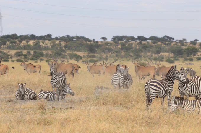 Photo by African Wildlife Foundation 