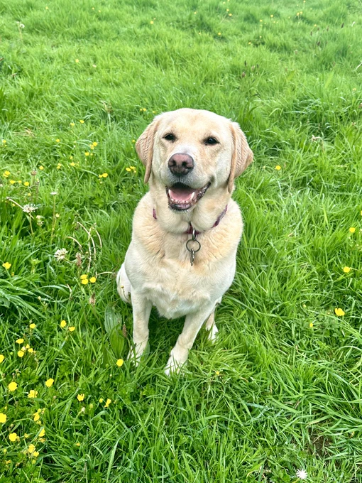 Ziggy, a yellow Labrador retriever, is sat on grass. She is looking up at the camera and looks as if she is smiling