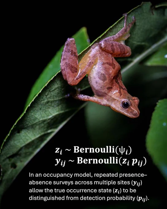 Photo of a spring peeper on a leaf, with equations for the parameterization of an occupancy model.
