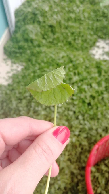 centella asiatica