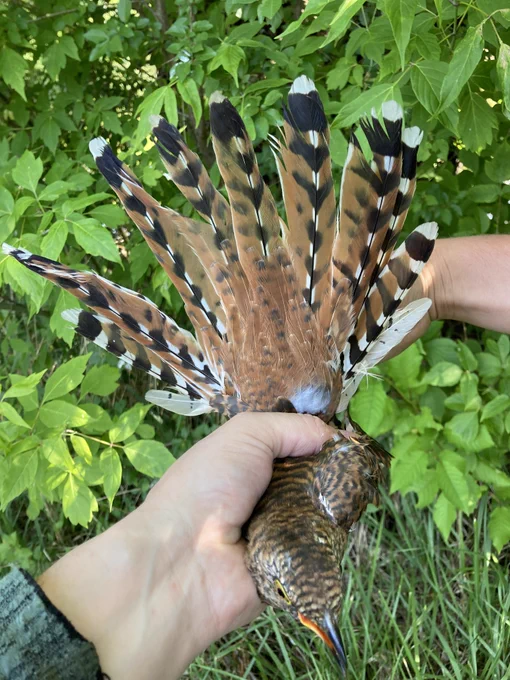 rufous cuckoo female