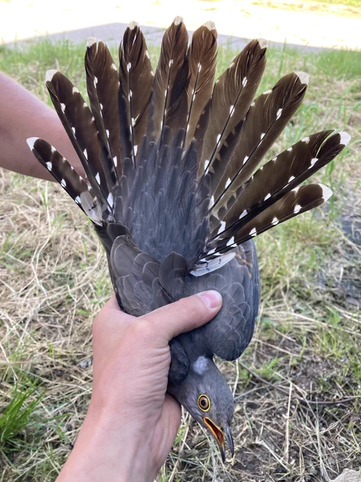 grey cuckoo female