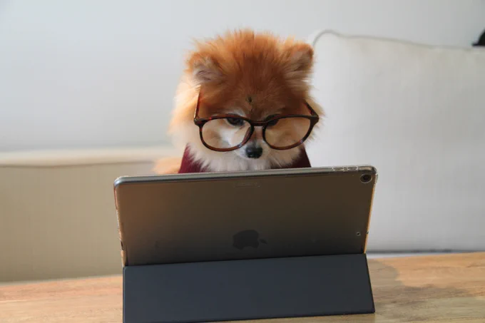 Pomeranian dog wearing glasses looking at a laptop

Photo by Cookie the Pom on Unsplash

https://unsplash.com/photos/brown-and-white-long-coated-small-dog-wearing-eyeglasses-on-black-laptop-computer-gySMaocSdqs?utm_content=creditShareLink&utm_medium=referral&utm_source=unsplash
