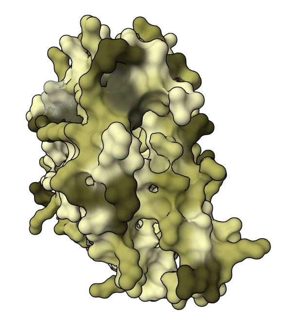 PDB ID 1mbo hydrophobicity (Protanopia)