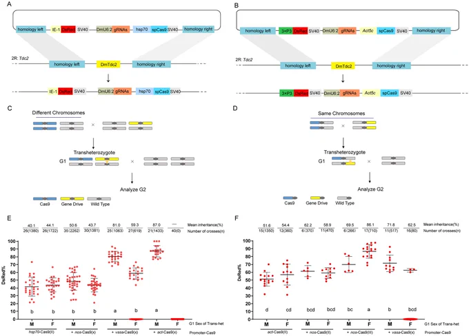Fig 4. SGD systems targeting female essential gene Tdc2 were constructed and validated in D. melanogaster. Read the full caption at: https://journals.plos.org/plosgenetics/article?id=10.1371/journal.pgen.1011226