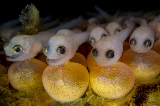 Plainfin midshipmen larvae.