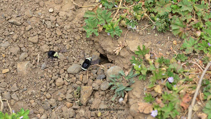 Nest of yellow-faced bumble bee, Bombus vosnesenskii