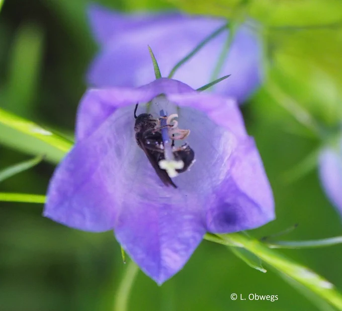 Chelostoma sp. ©L. Obwegs
