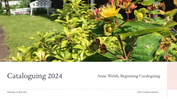 Photograph of a green plant with yellow flowers in a garden.
Text reads: Cataloguing 2024 - Anne Welsh, Beginning Cataloguing