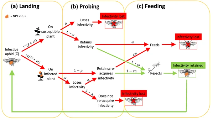A figure from the paper - a probability tree of an infective aphid's landing, probing and feeding behaviour, that causes it to either lose or retain its infectivity (the NPT virus)