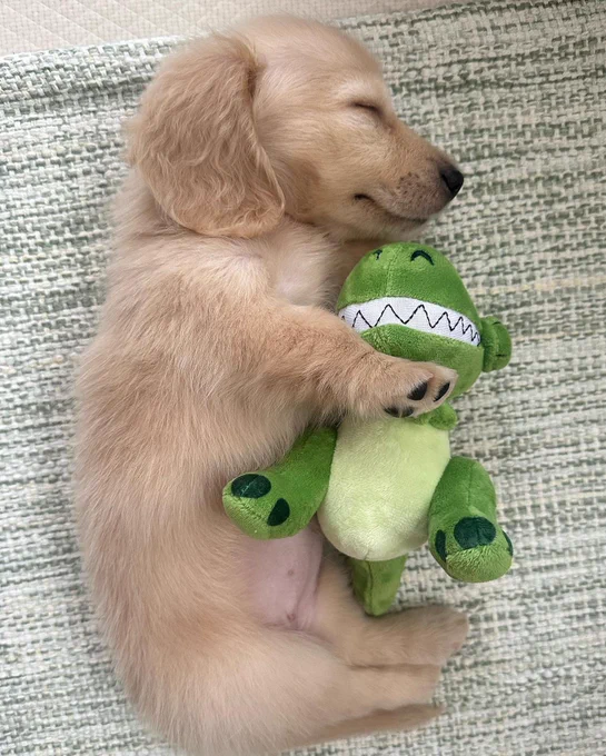 a tiny blond dachshund pup sleeps peacefully on her side with one front paw hooked over a green stuffed dinosaur toy that is almost as long as she is. she smiles faintly in her slumber with her chin tucked over the toy’s big head.
