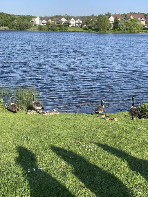Geese and there baby geese on the grass next to a loch.