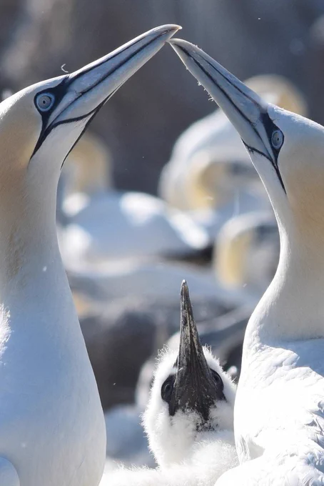 Photo of a pair of gannets with a chick