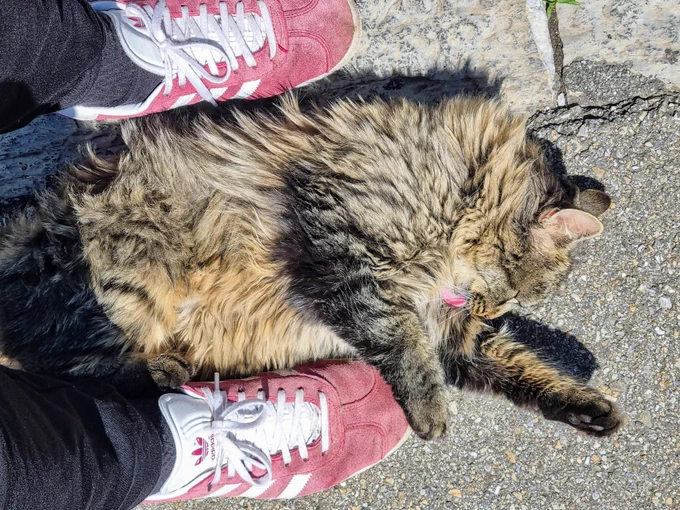 Katze liegt gemütlich zwischen meinen Beinen auf meinem Schuh und putzt sich