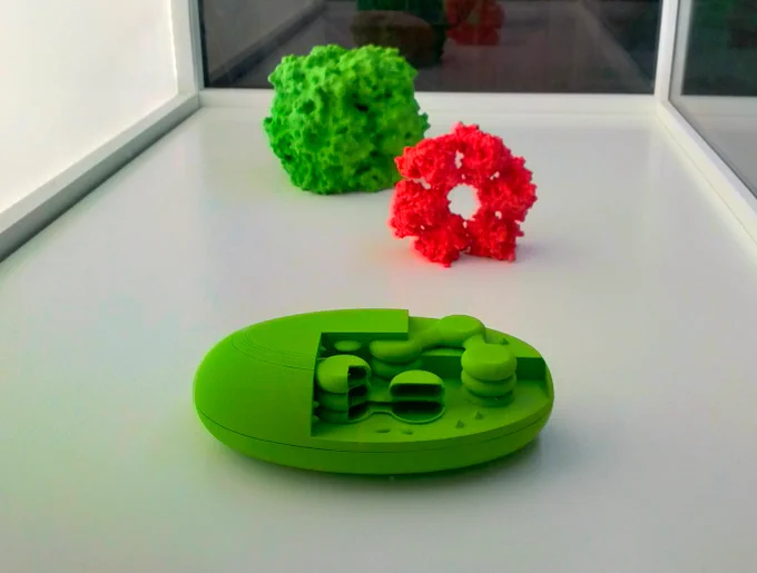 3D models of a chloroplast, rubisco and rubisco activate enzymes