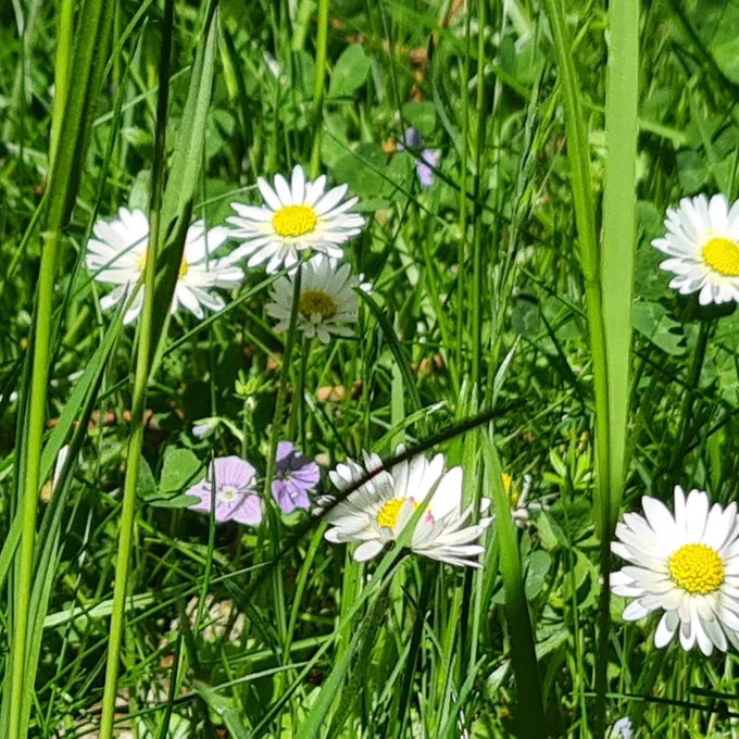 close up of long grass with daisies 