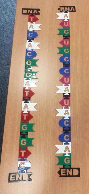 Two columns of plastic letters, symbolising DNA bases and corresponding RNA bases, are laid out on a table.