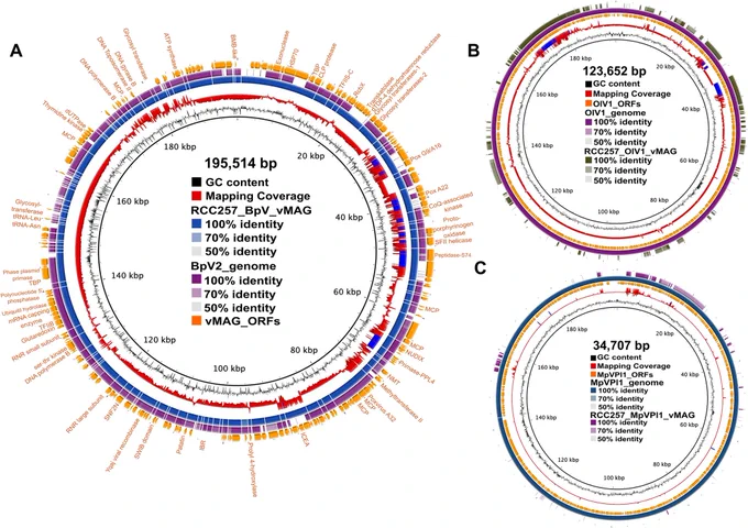 Fig 3. Genome overview and comparison of select vMAGs to corresponding reference genomes.
For the full caption visit: https://journals.plos.org/plosgenetics/article?id=10.1371/journal.pgen.1011218