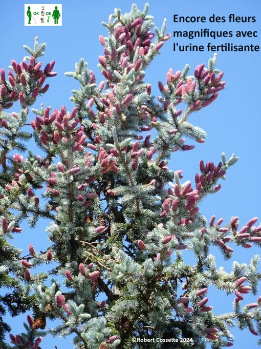Fir tree in flower after use of fertilizing urine for 3 years in winter.