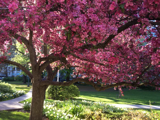 Showing a crab apple tree in bloom with thousands of pink flowers. In the background you can see a path through the grass.
