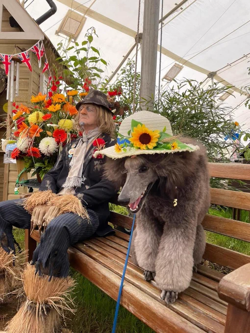 A Poodle sitting on a bench wearing a sunflower hat and sitting next to Worzel Gummidge!