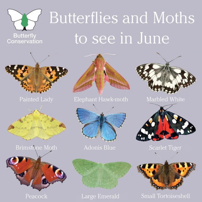Butterfly Conservation's Butterflies and moths to see in June: Painted Lady, Elephant Hawkmoth, Marbled White, Brimstone moth, Adonis Blue, Scarlet Tiger moth, Peacock, Large Emerald moth, Small Tortoiseshell