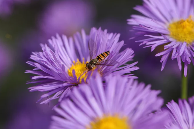 Purple flower with a hover fly