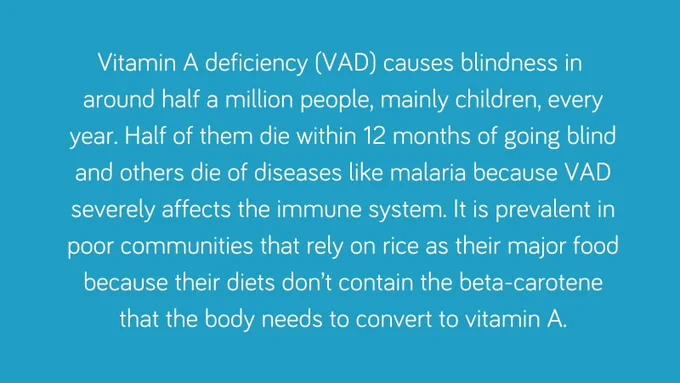 Alt: Blue block with text which reads: "Vitamin A deficiency (VAD) causes blindness in around half a million people, mainly children, every year. Half of them die within 12 months of going blind and others die of diseases like malaria because VAD severely affects the immune system. It is prevalent in poor communities that rely on rice as their major food because their diets don’t contain the beta-carotene that the body needs to convert to vitamin A."